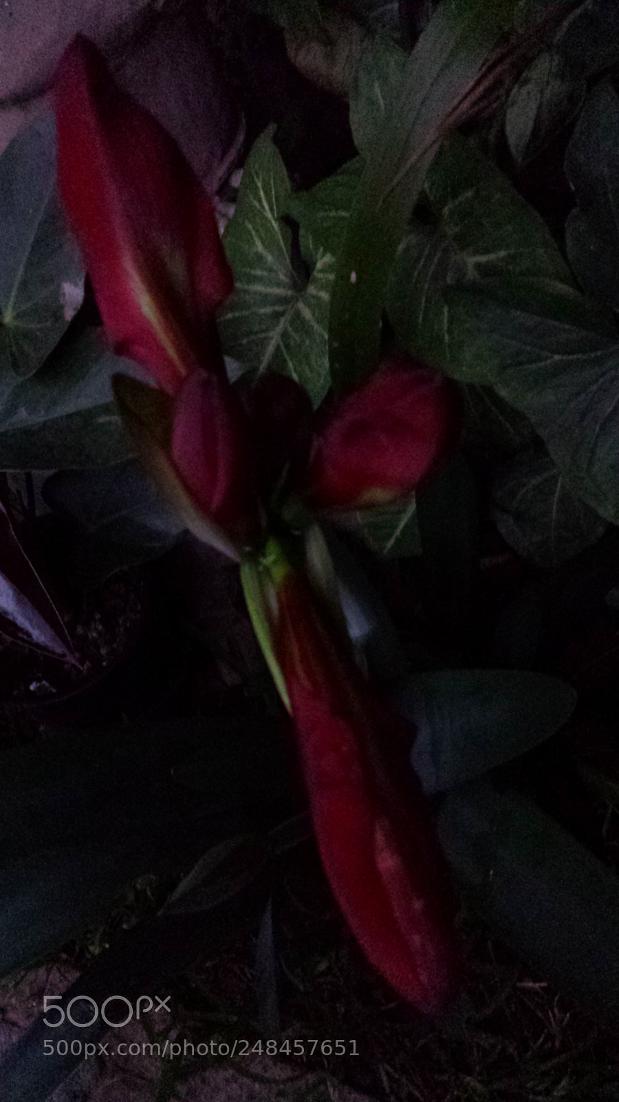 Samsung Galaxy S4 sample photo. Untitled photography