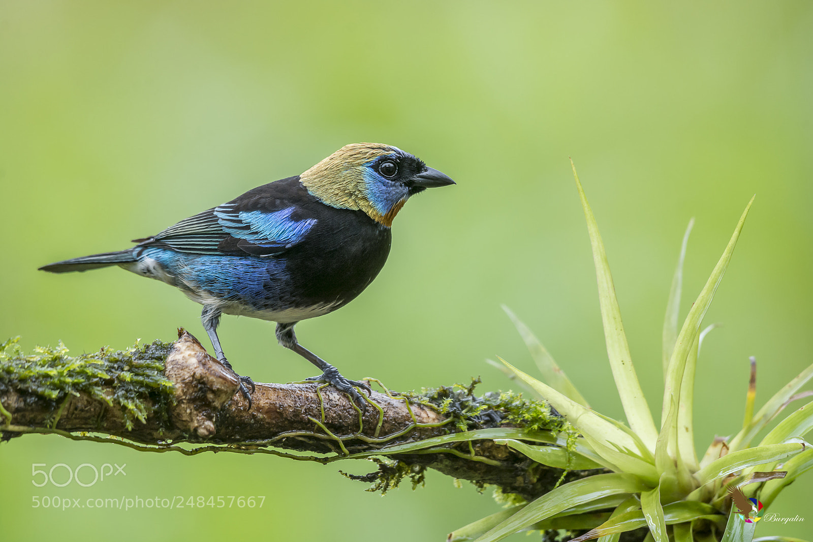 Nikon D7100 sample photo. Golden-hooded tanager photography