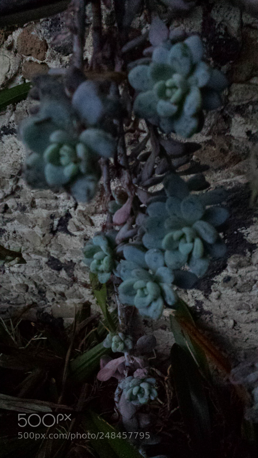 Samsung Galaxy S4 sample photo. Untitled photography