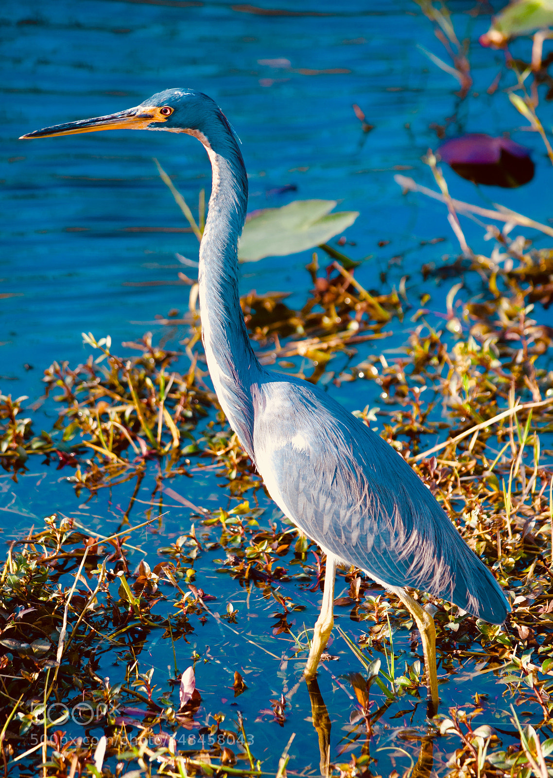 Nikon D5300 sample photo. Blue heron waiting for photography