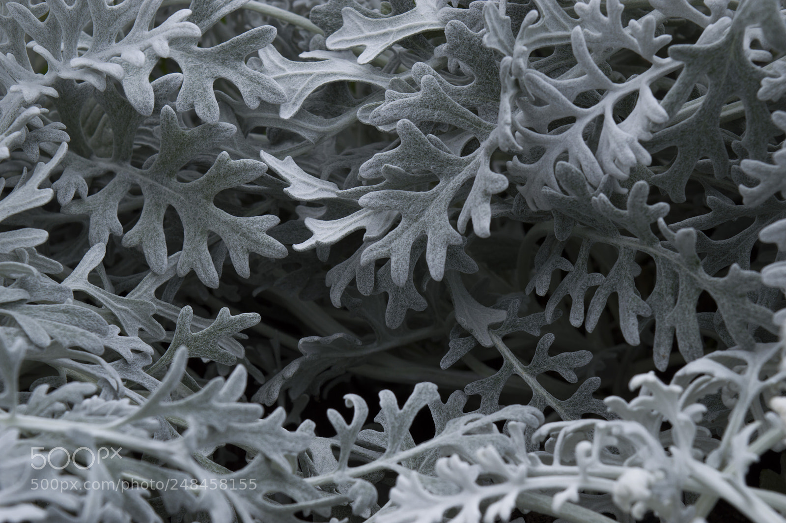 Nikon D3200 sample photo. Cineraria photography