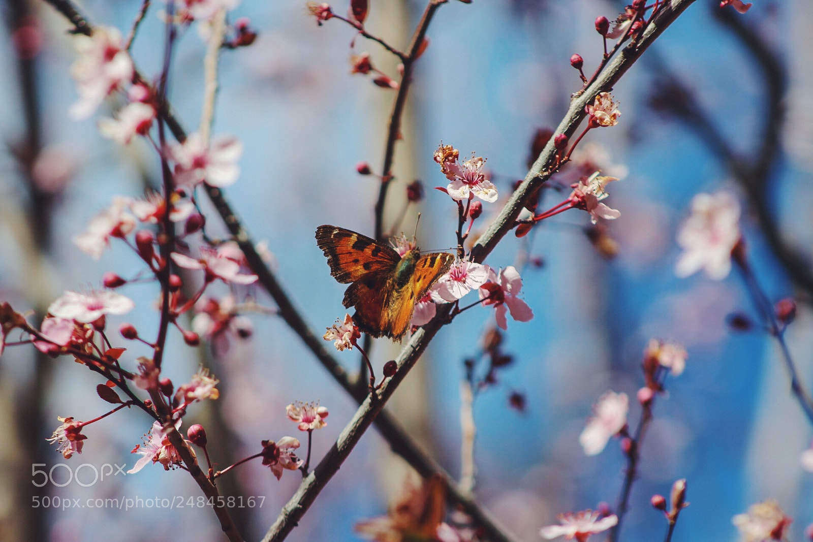 Canon EOS 1300D (EOS Rebel T6 / EOS Kiss X80) sample photo. Butterfly winter 2018 photography