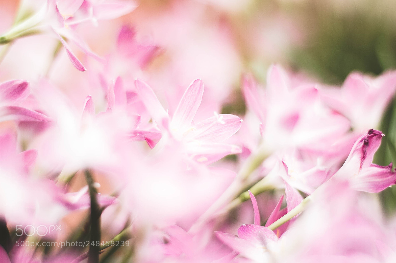 Canon EOS 7D sample photo. Jonquils photography