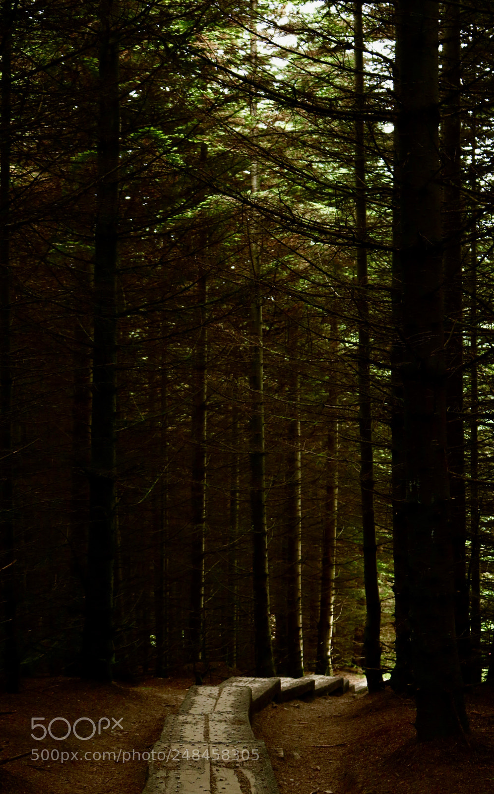 Canon EOS 750D (EOS Rebel T6i / EOS Kiss X8i) sample photo. Boardwalk empire photography