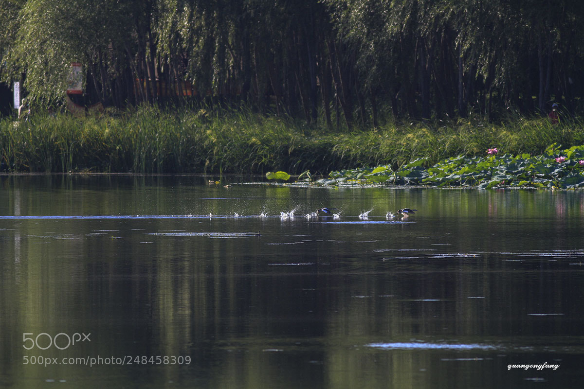 Canon EOS 7D sample photo. 凤头鸊鷉crested grebe photography