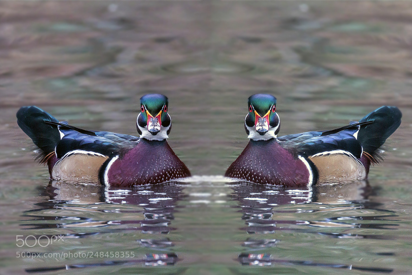Canon EOS 7D Mark II sample photo. Two ducks are better photography