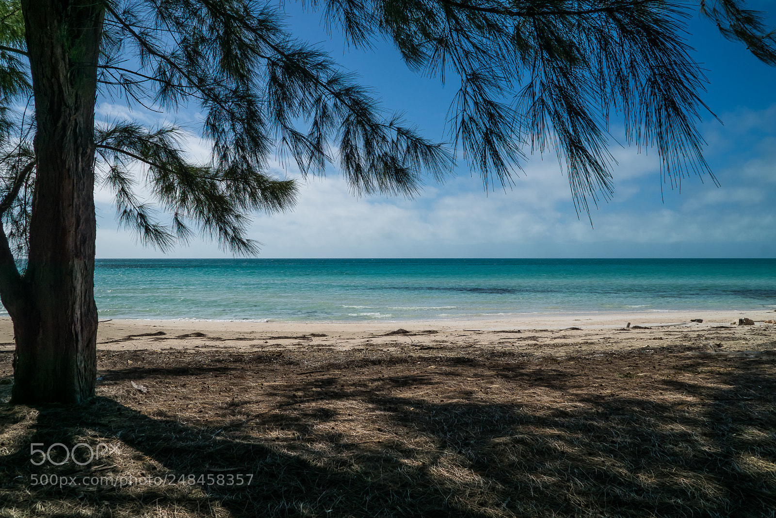 Sony ILCA-77M2 sample photo. Shore pine, eleuthera, bahamas photography