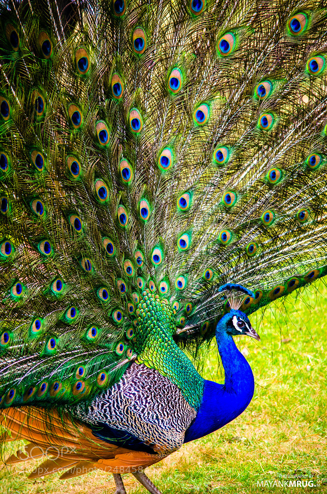 Nikon D5100 sample photo. Peacock photography