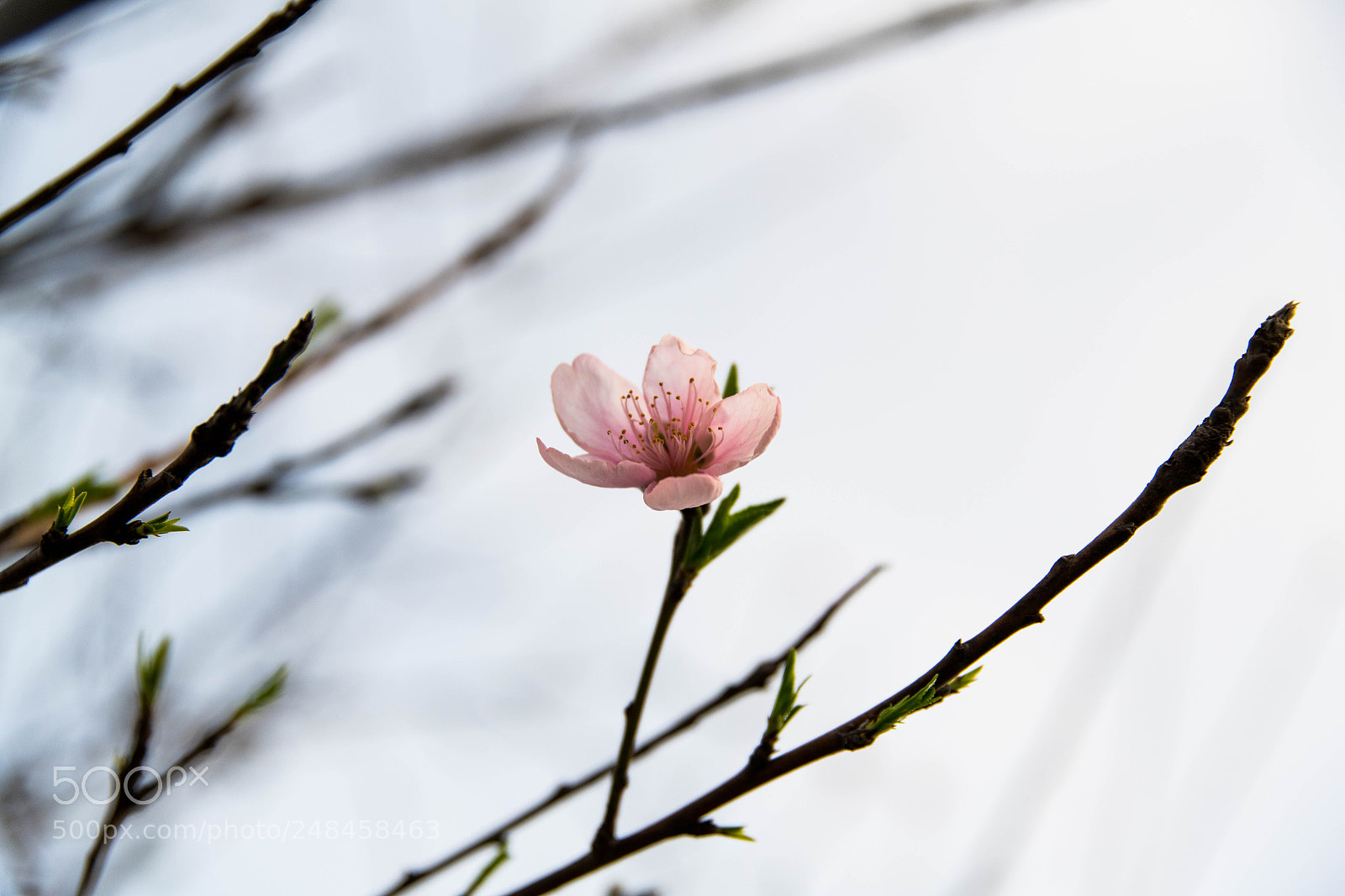 Nikon D850 sample photo. Peach blossom photography