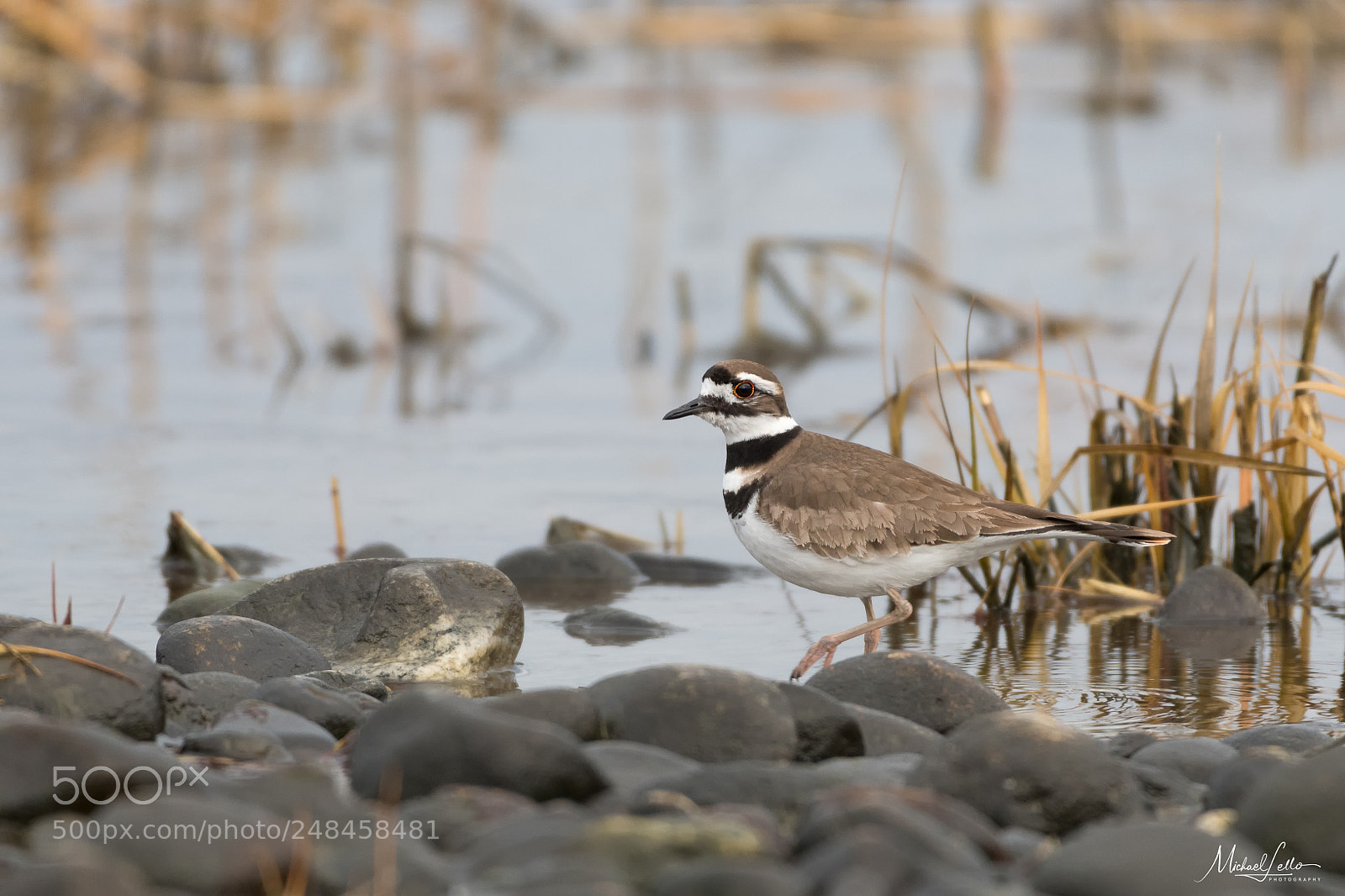 Nikon D500 sample photo. Killdeer photography