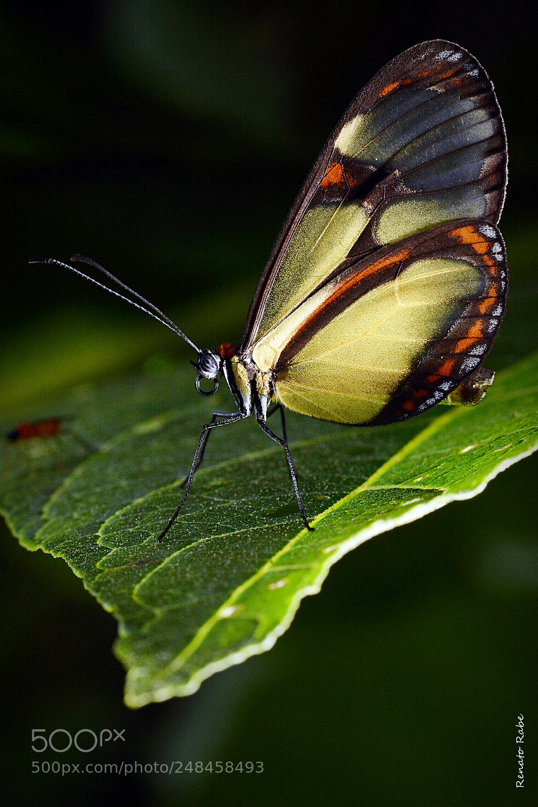 Nikon D5200 sample photo. Untitled photography