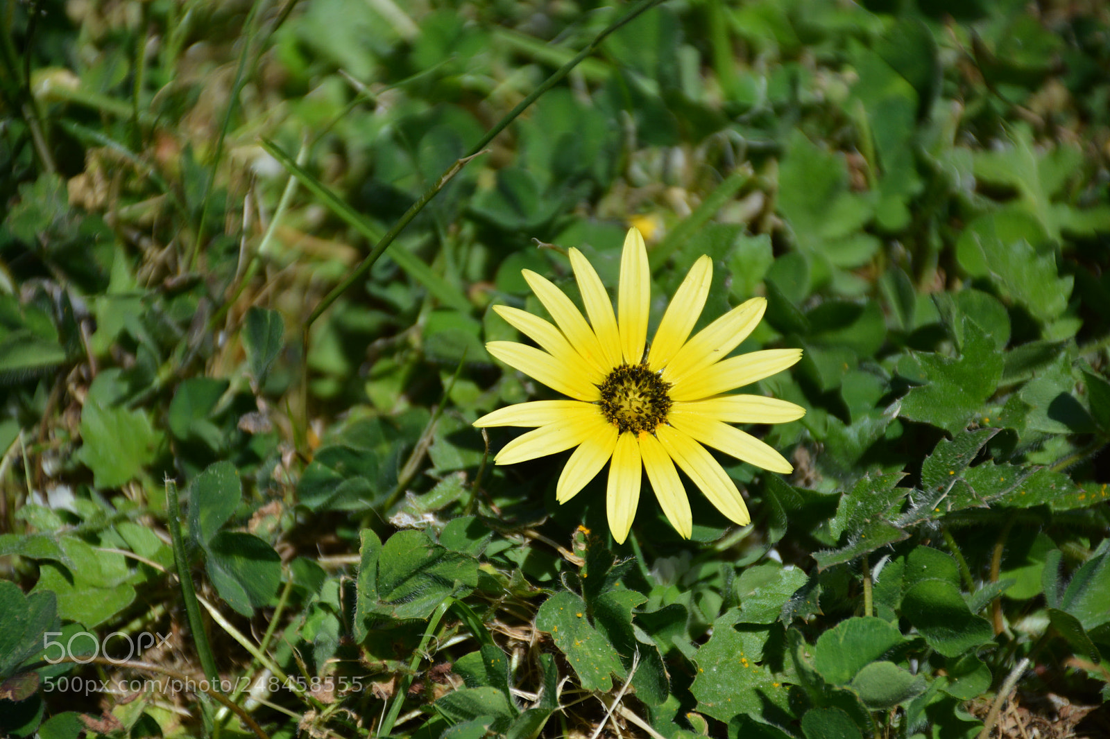 Nikon D7100 sample photo. Little photography