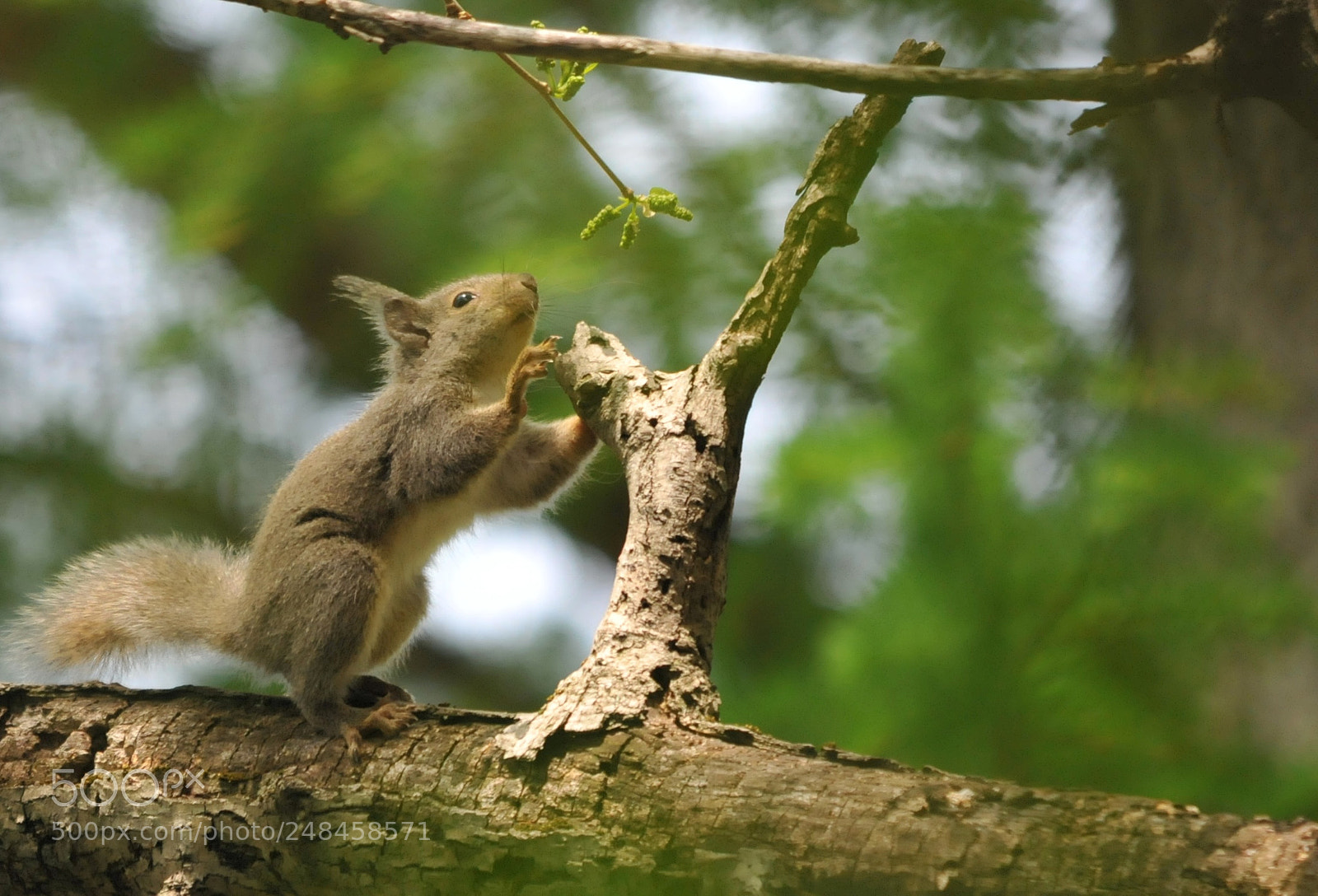 Nikon D300 sample photo. Squirrel photography