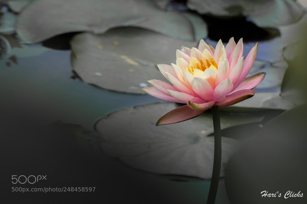 Canon EOS 700D (EOS Rebel T5i / EOS Kiss X7i) sample photo. Untitled photography
