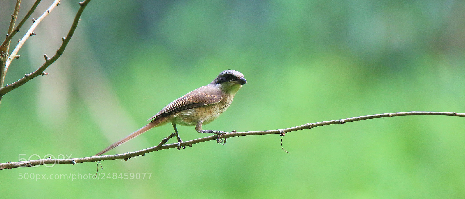 Canon EOS 7D Mark II sample photo. Brown shrike photography
