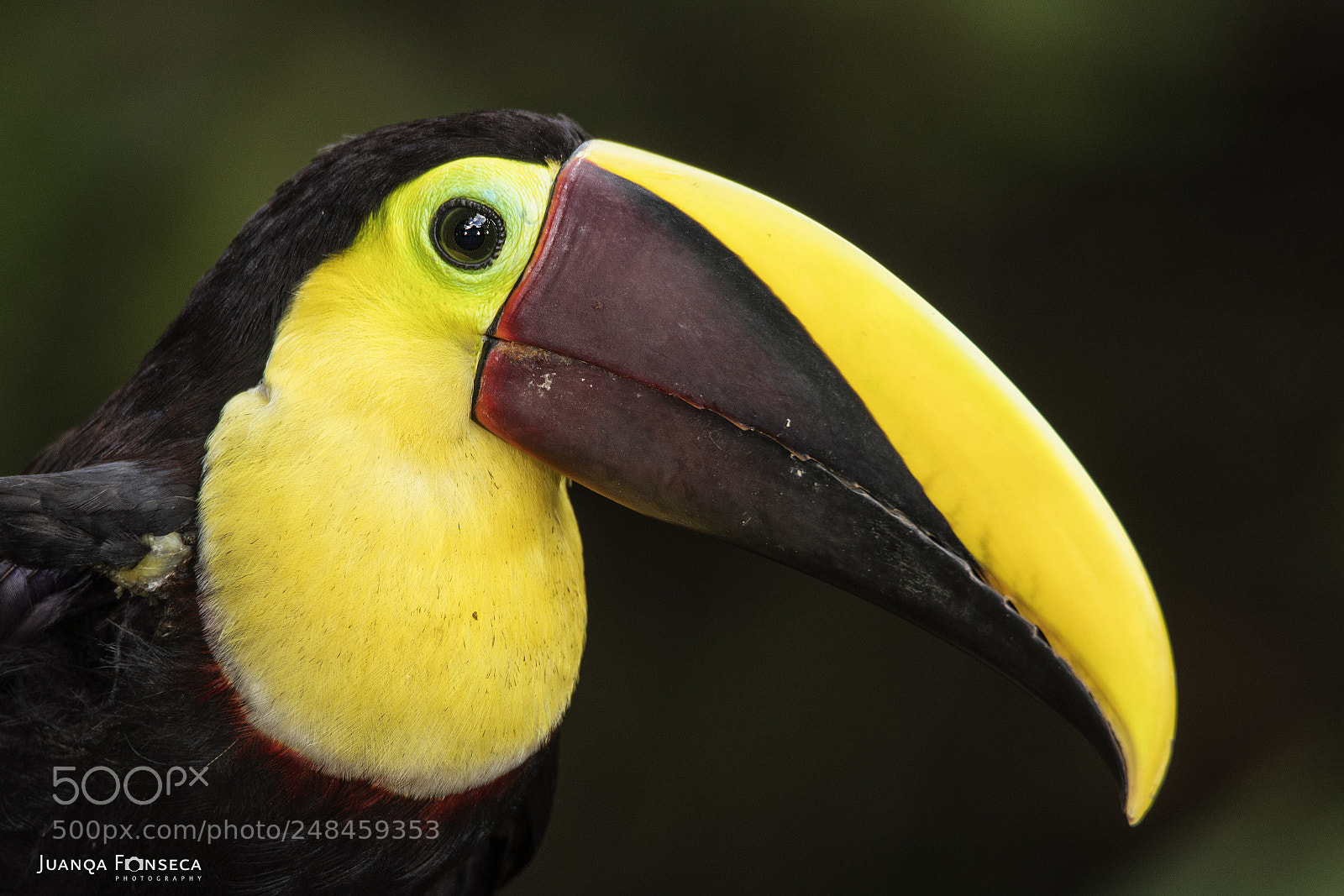 Sony a99 II sample photo. Yellow-throated toucan photography