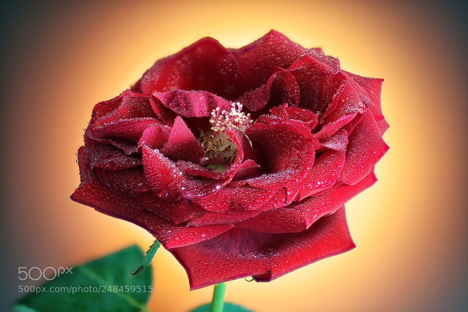Nikon D600 sample photo. Rose(orangebg) photography