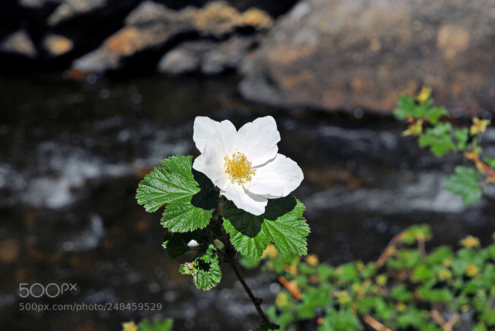 Nikon D200 sample photo. White wild rose in photography