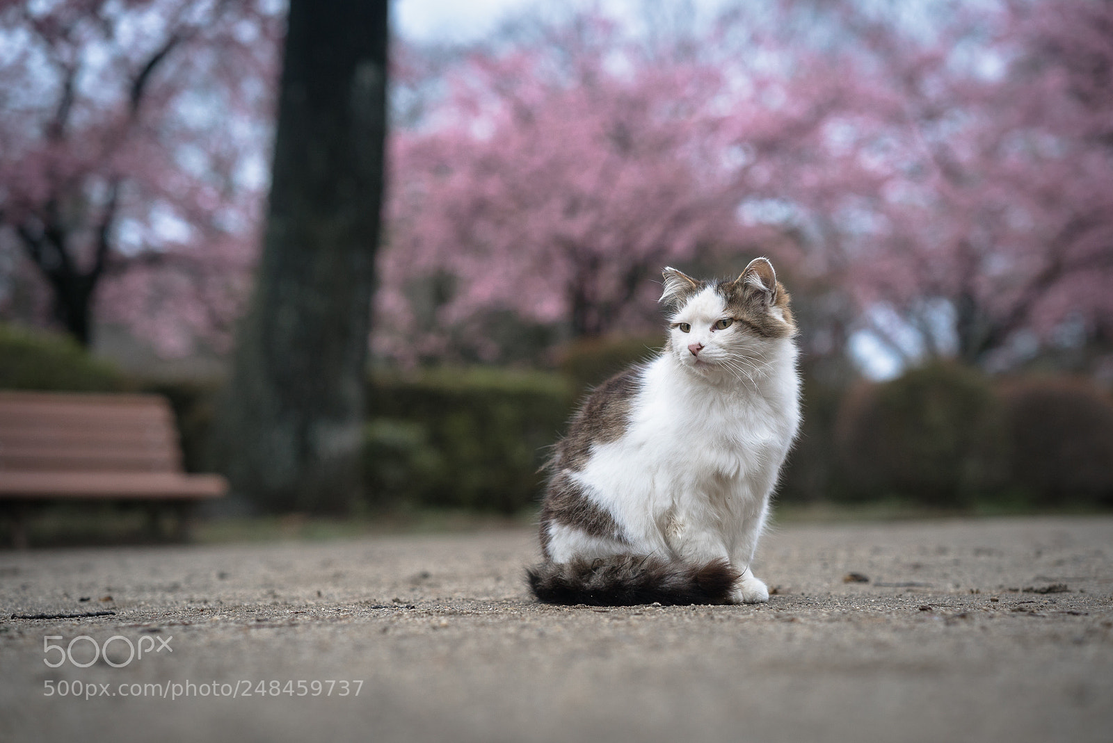 Sony a7S II sample photo. Cherry blossoms and me photography