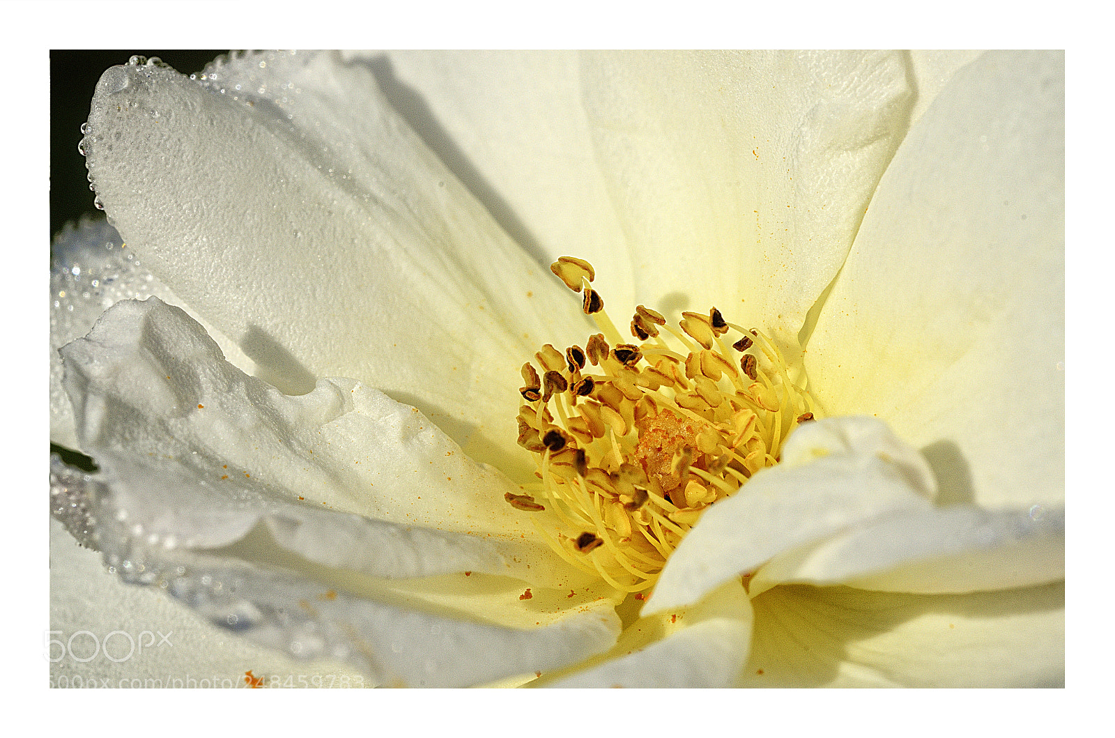 Nikon D7000 sample photo. Yellow pistils of rose photography