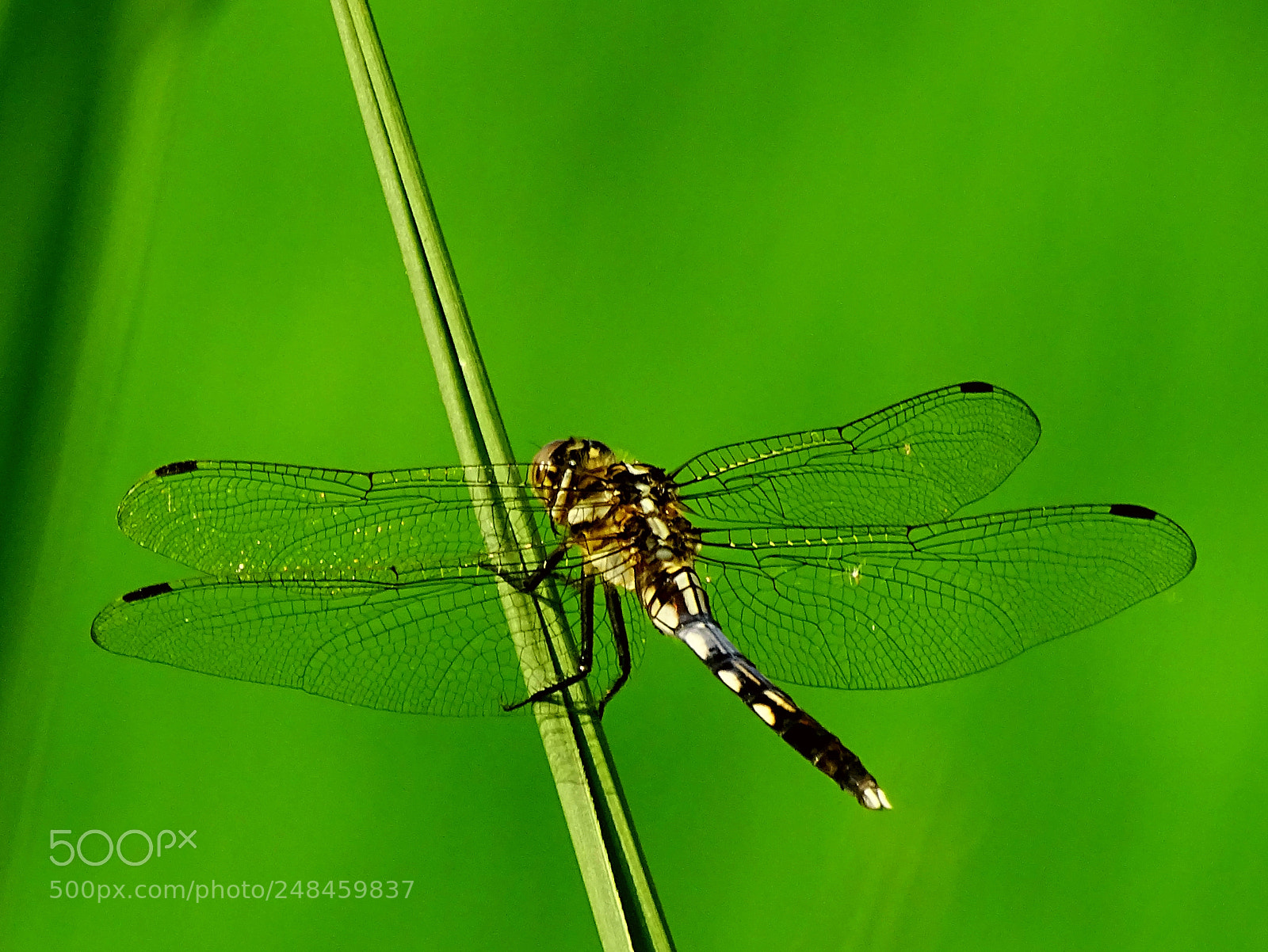Sony Cyber-shot DSC-HX400V sample photo. Dragonfly photography