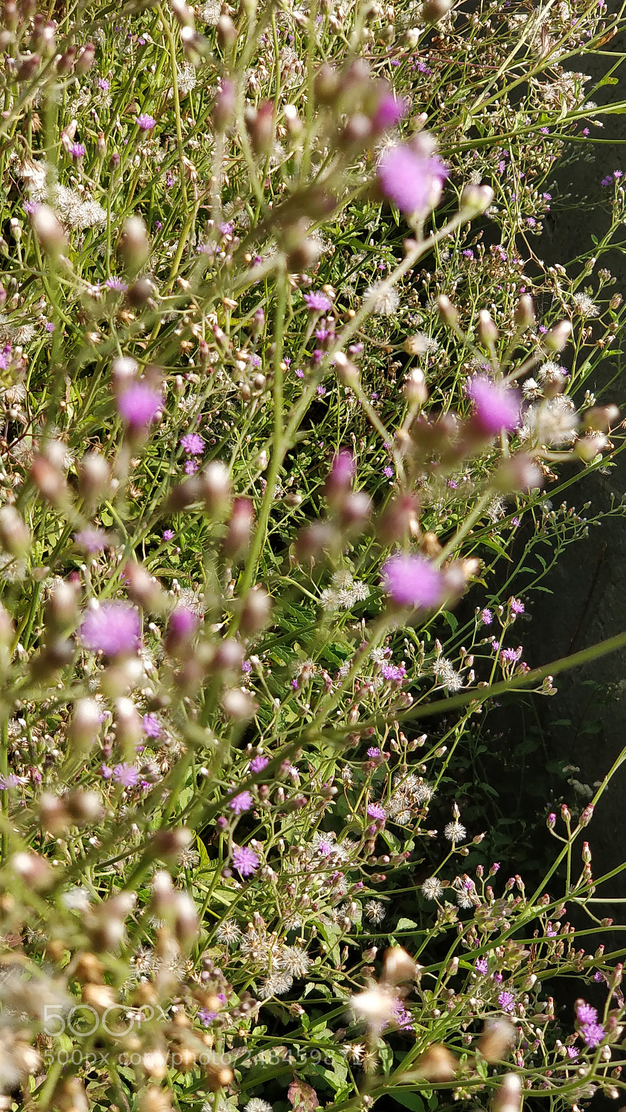 OnePlus 5 sample photo. Voilet weeds!!! photography
