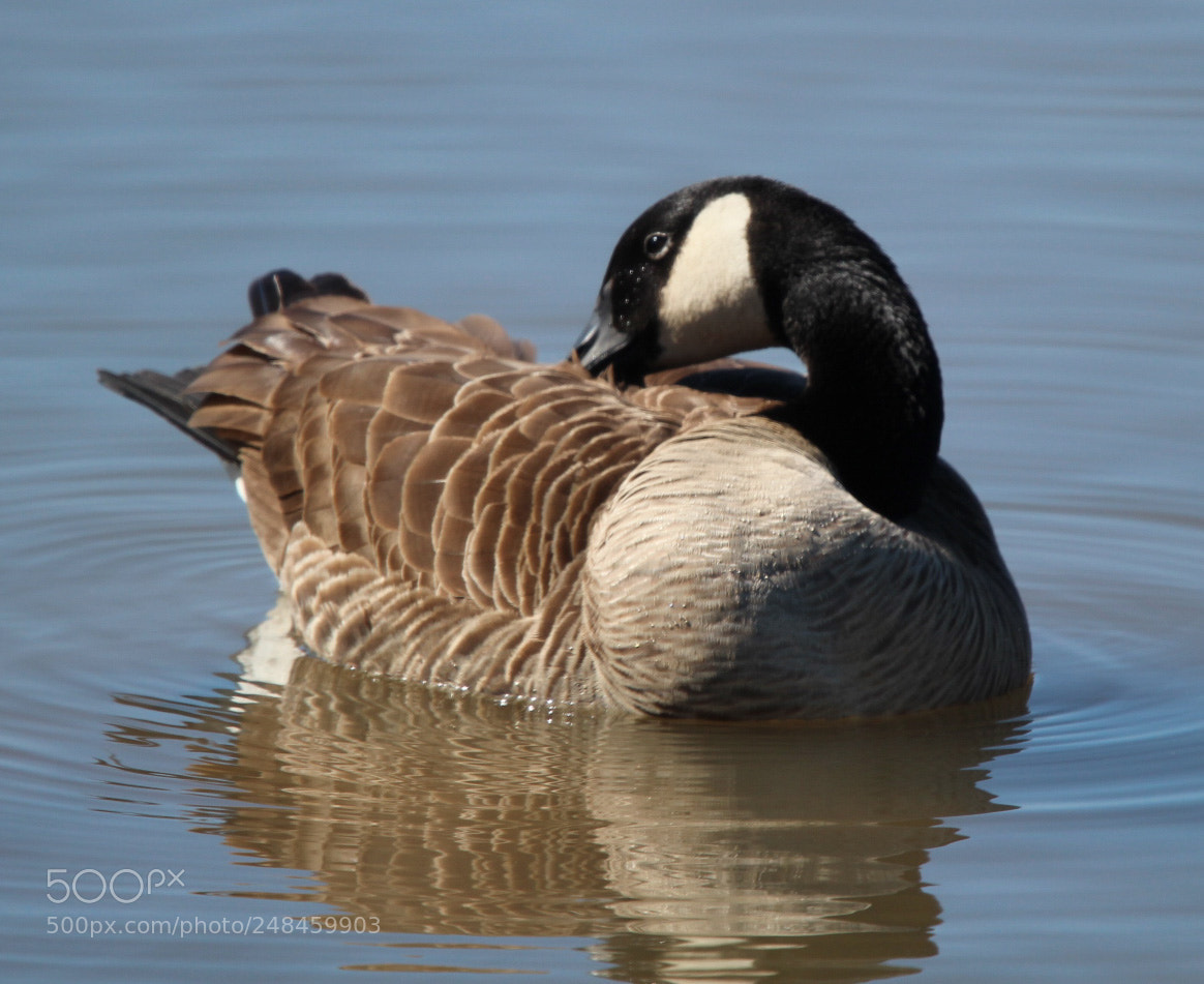Canon EOS 1300D (EOS Rebel T6 / EOS Kiss X80) sample photo. Goose photography