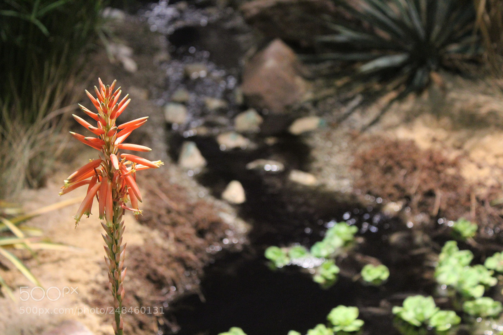 Canon EOS 600D (Rebel EOS T3i / EOS Kiss X5) sample photo. Orange flower at stream photography