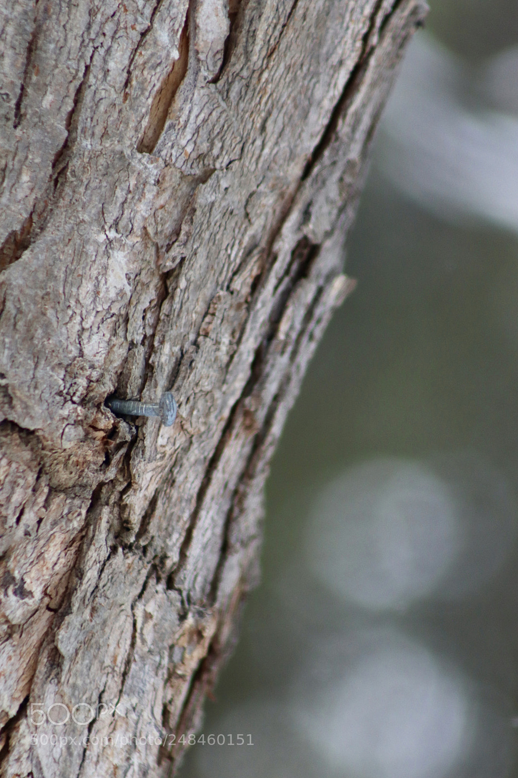 Canon EOS 77D (EOS 9000D / EOS 770D) sample photo. Nature photography