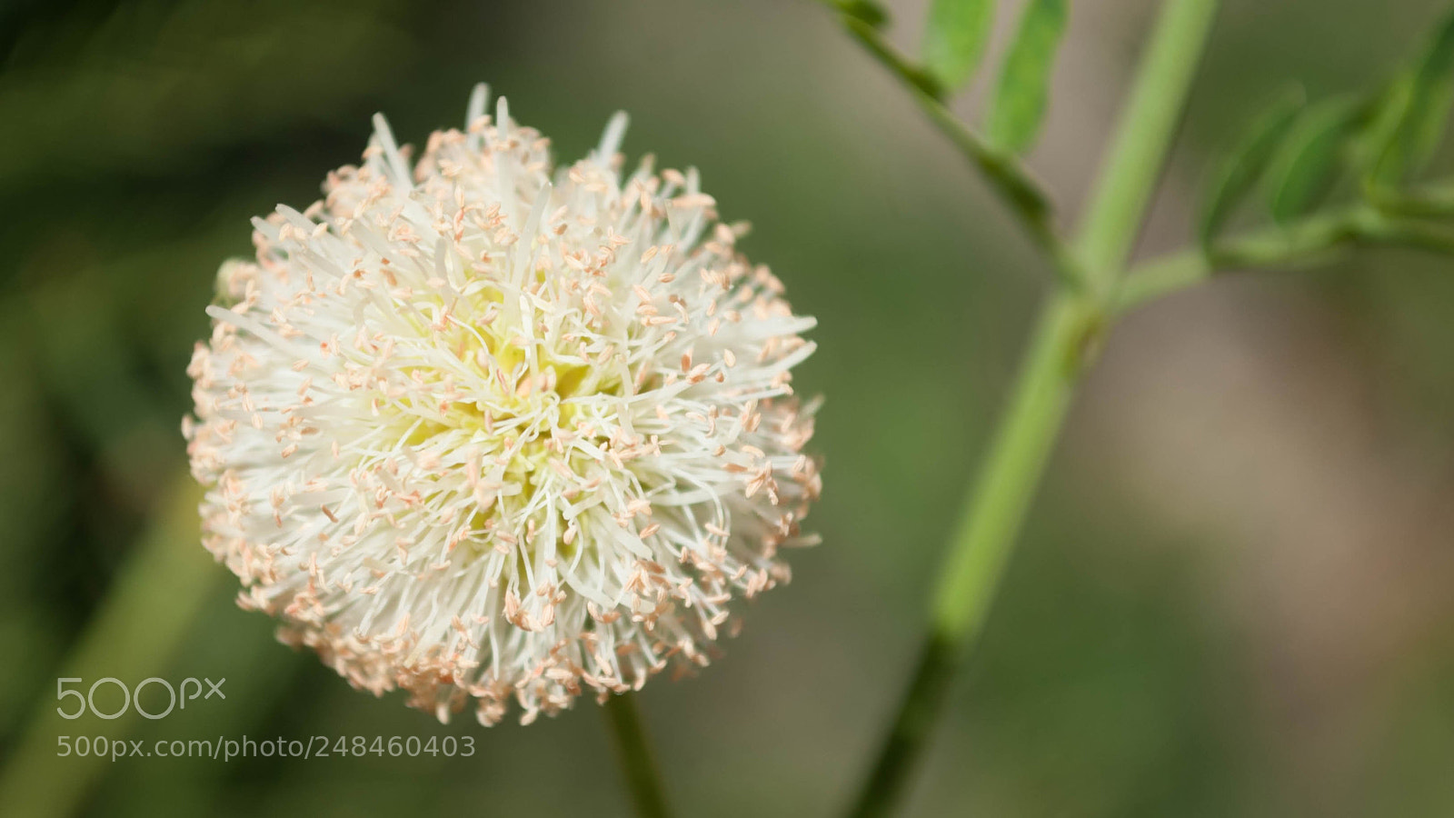 Nikon D200 sample photo. Untitled photography