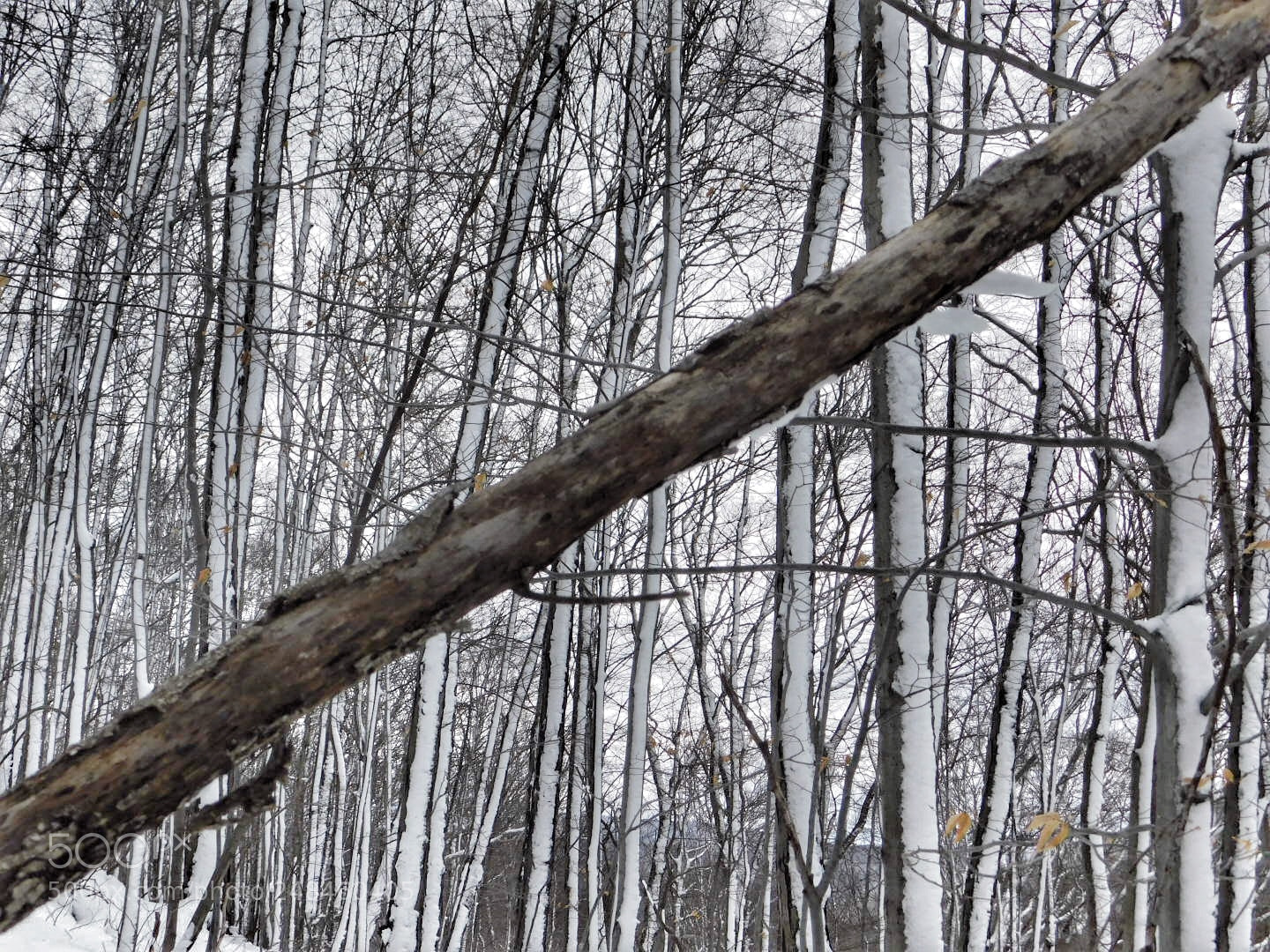 Nikon Coolpix B500 sample photo. Snow in the forest photography