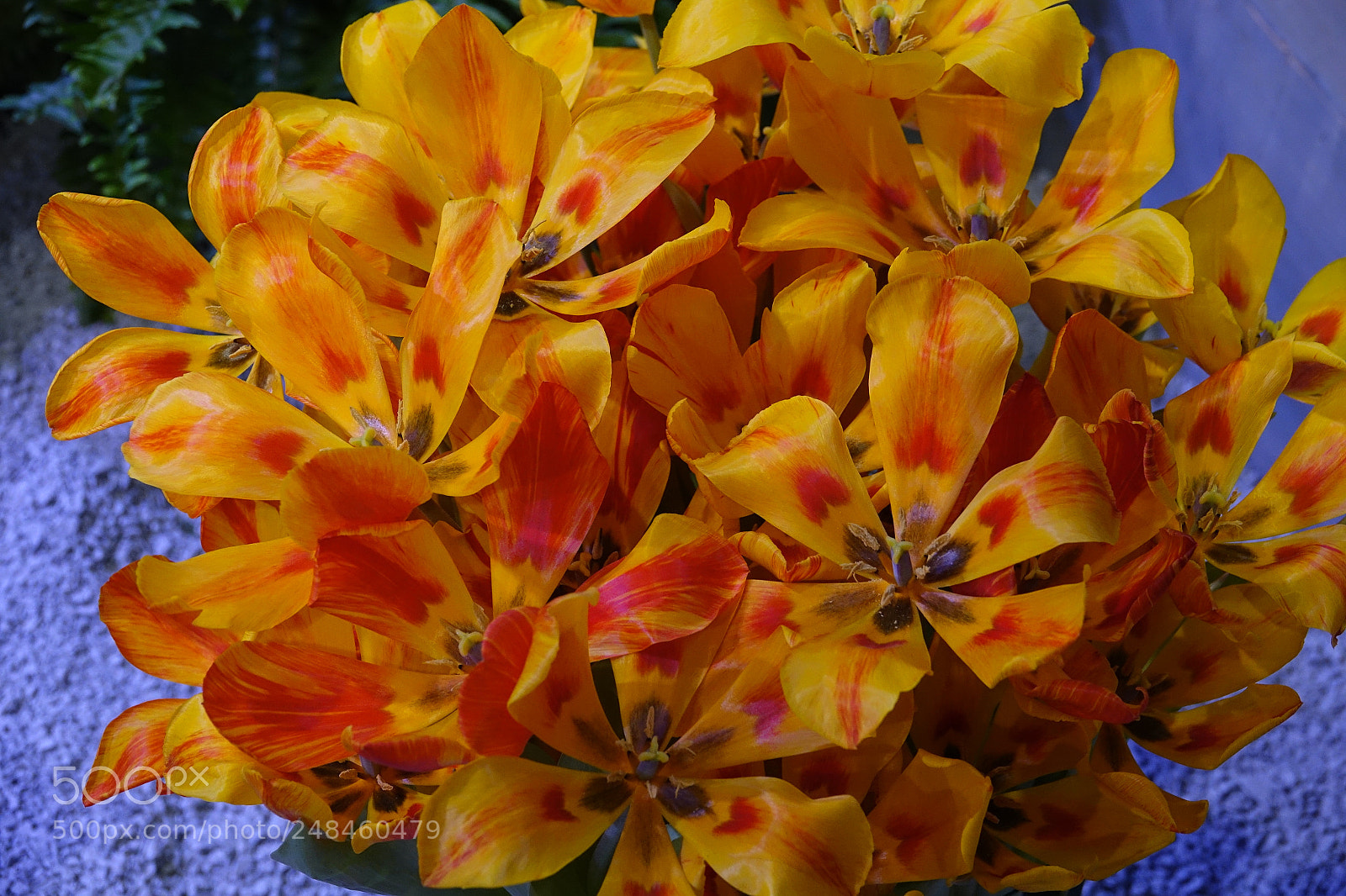 Sony Cyber-shot DSC-RX10 III sample photo. Scene from the flower photography