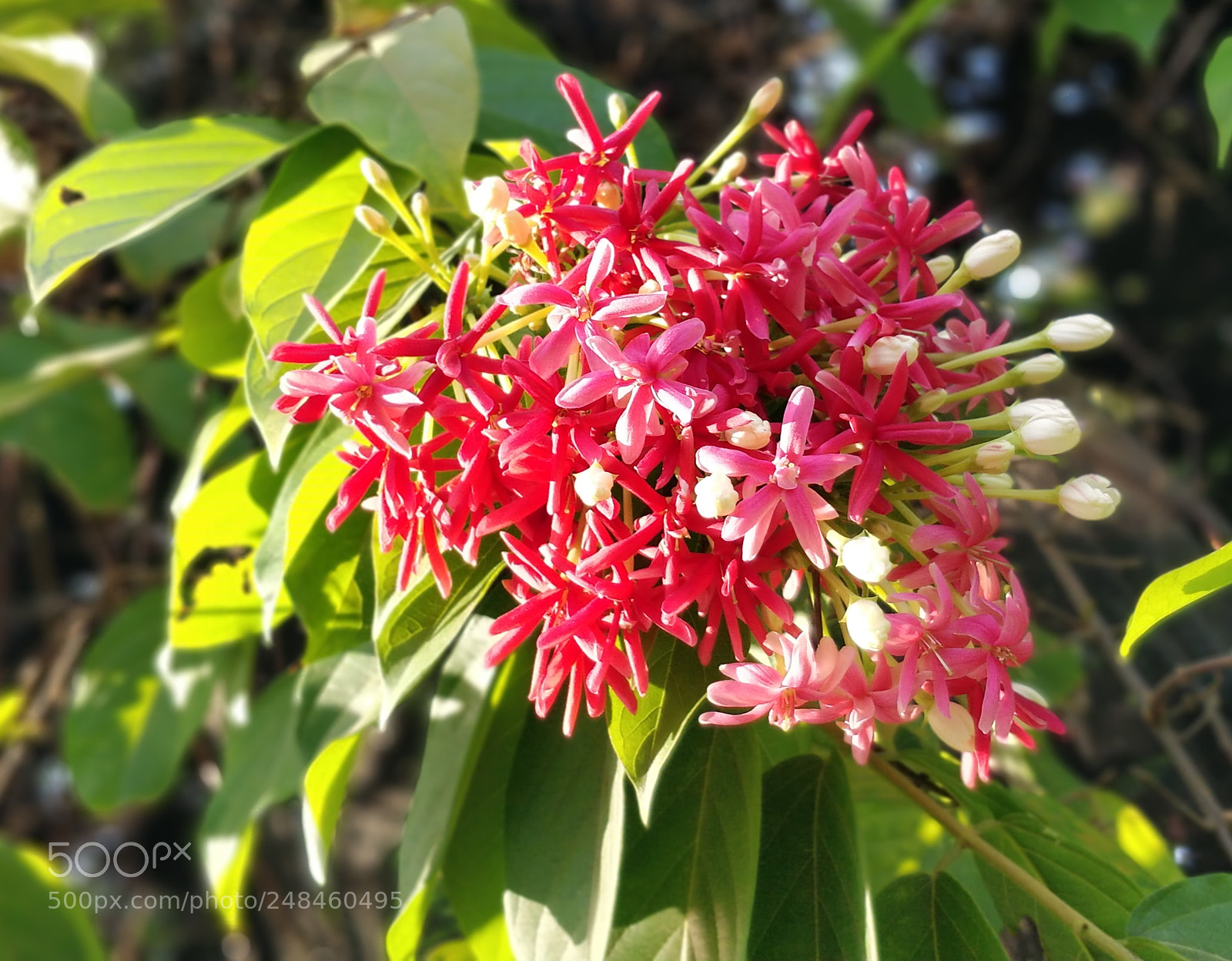 OnePlus 5 sample photo. Spring red!! photography