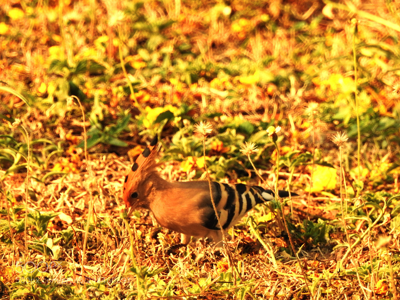 Nikon Coolpix P900 sample photo. Bird watching photography
