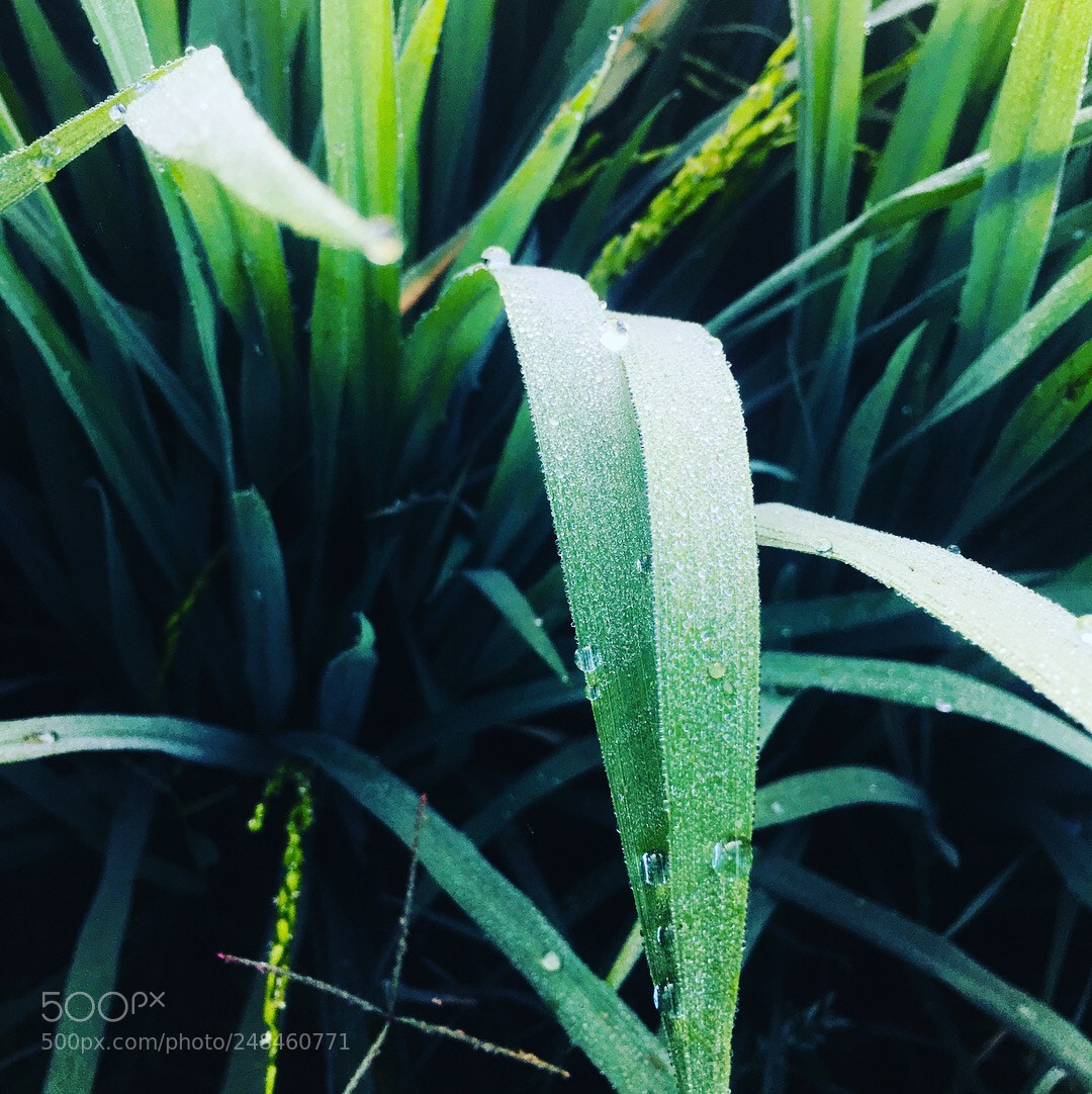 Apple iPhone 6s sample photo. Paddy field photography