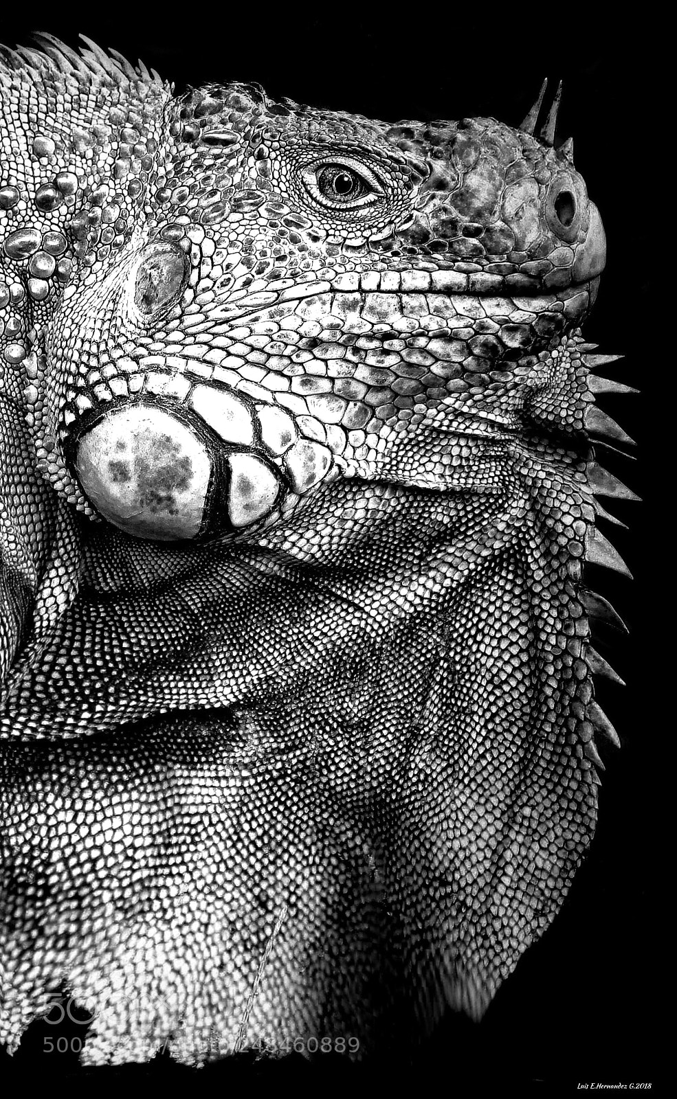 Apple iPhone 6s sample photo. Iguana en blanco y photography