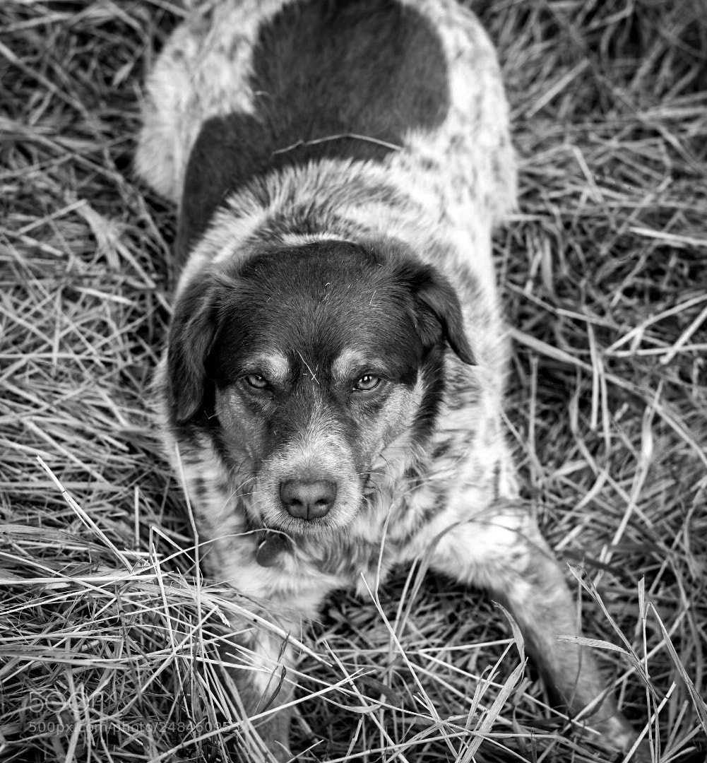 Nikon D7200 sample photo. Playing in the hay! photography