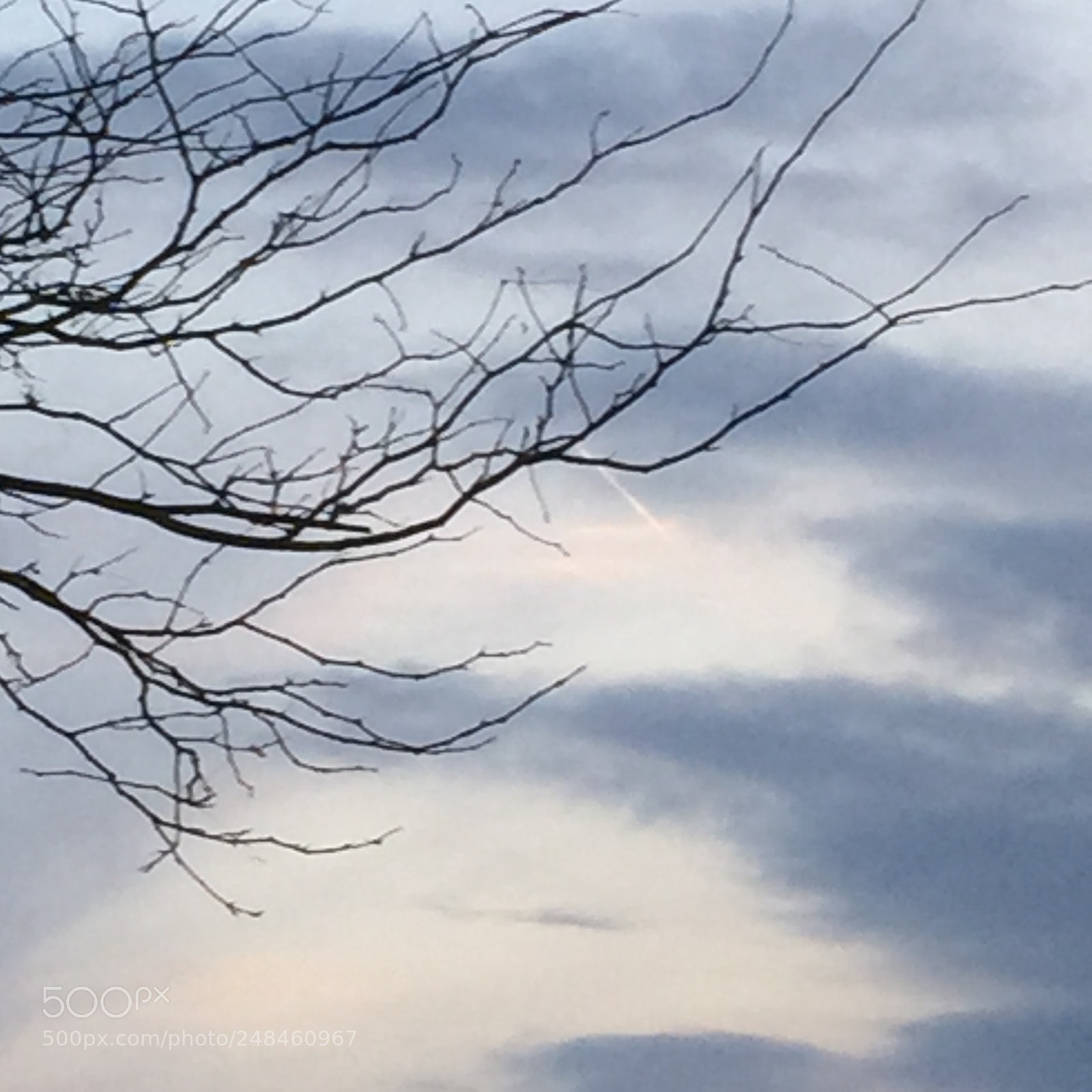 Apple iPhone 6 Plus sample photo. Dark sky with branches photography