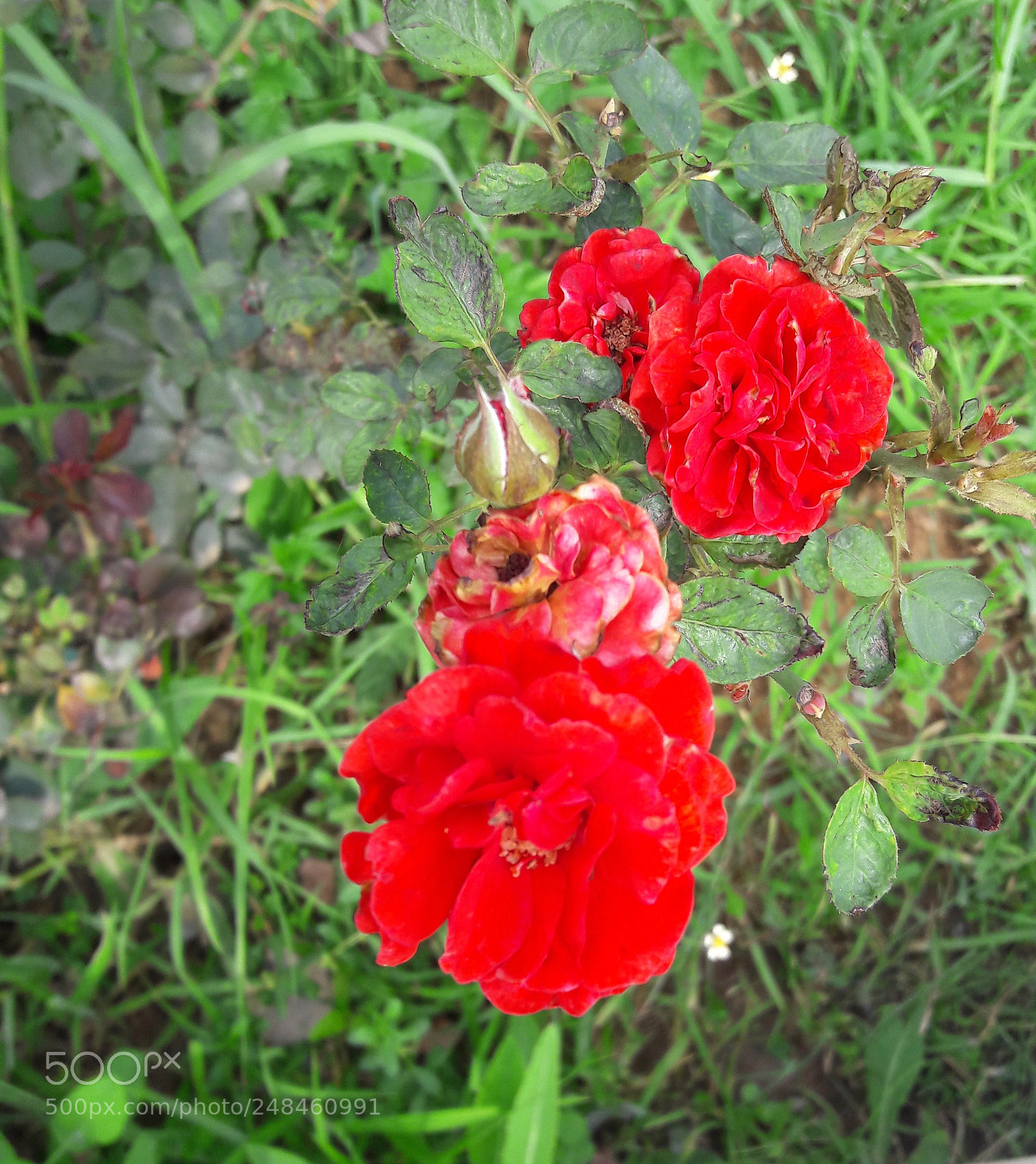 Samsung Galaxy J7 sample photo. Red rose photography