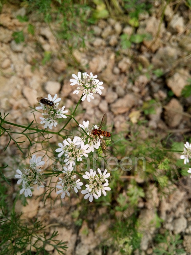 GIONEE A1 lite sample photo. Bees photography