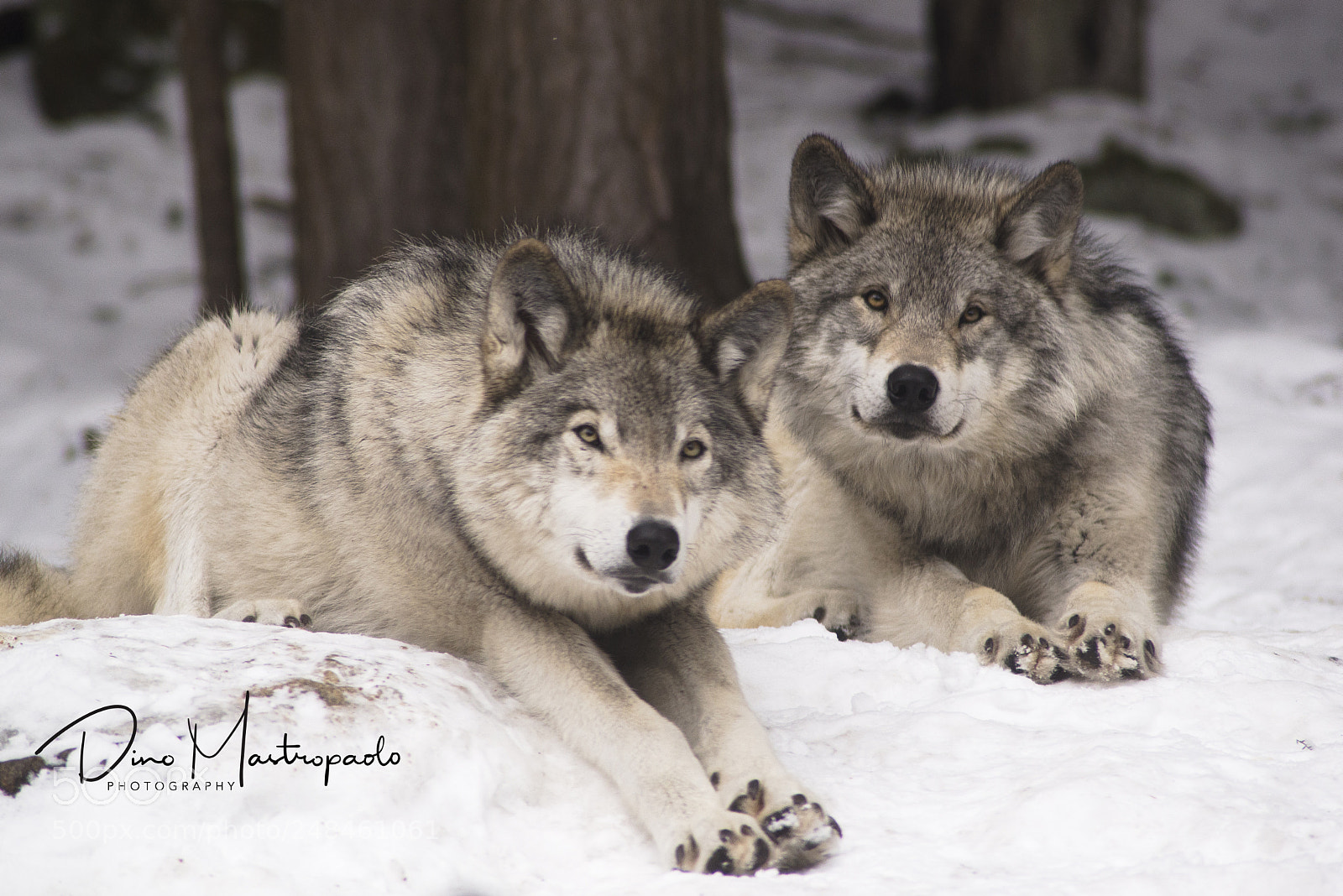 Nikon D600 sample photo. Wolves watching photography