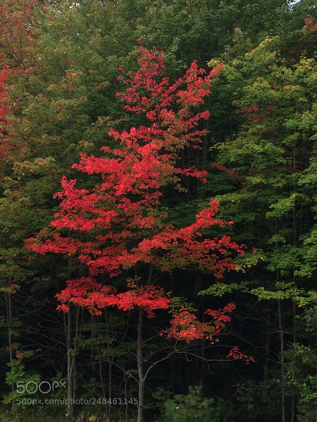 Apple iPhone 5s sample photo. First to turn photography