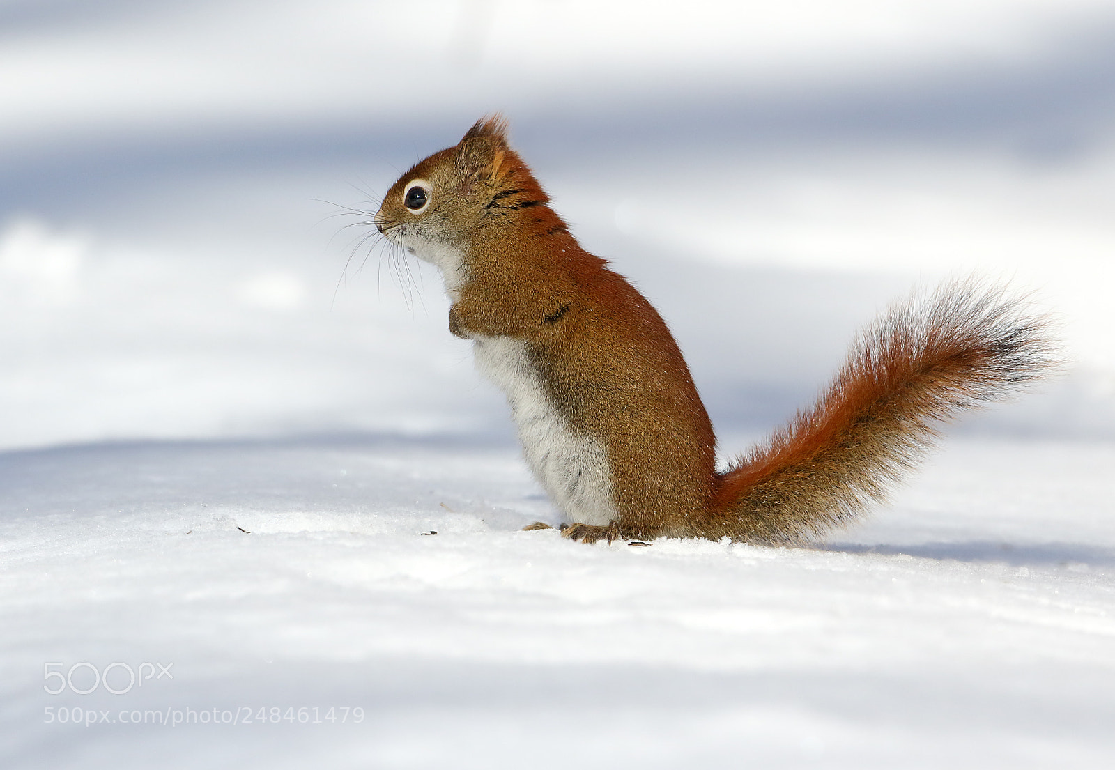 Canon EOS 7D Mark II sample photo. Red on white photography