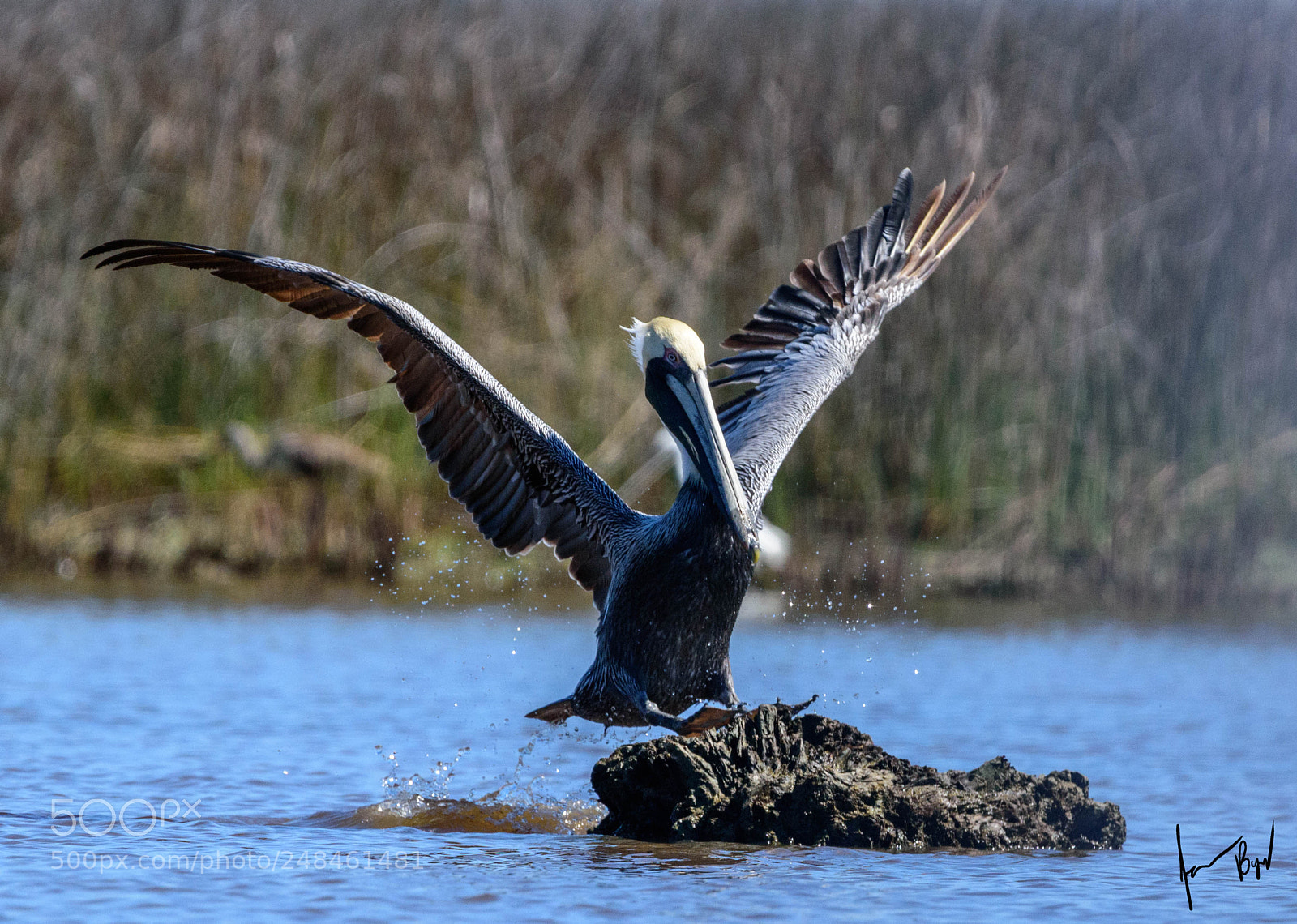 Nikon D5500 sample photo. Found a perch photography
