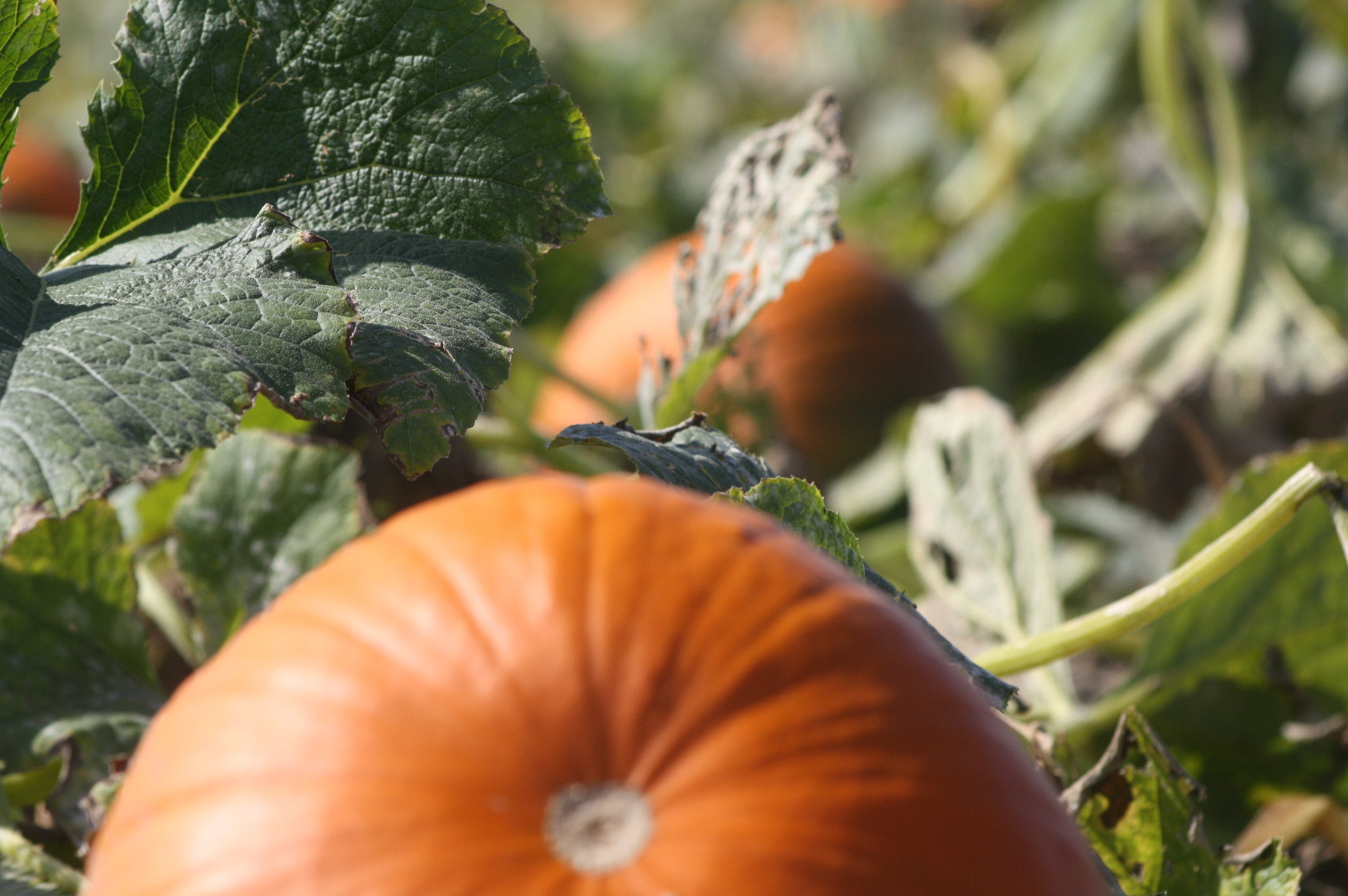 Canon EF 75-300mm f/4-5.6 sample photo