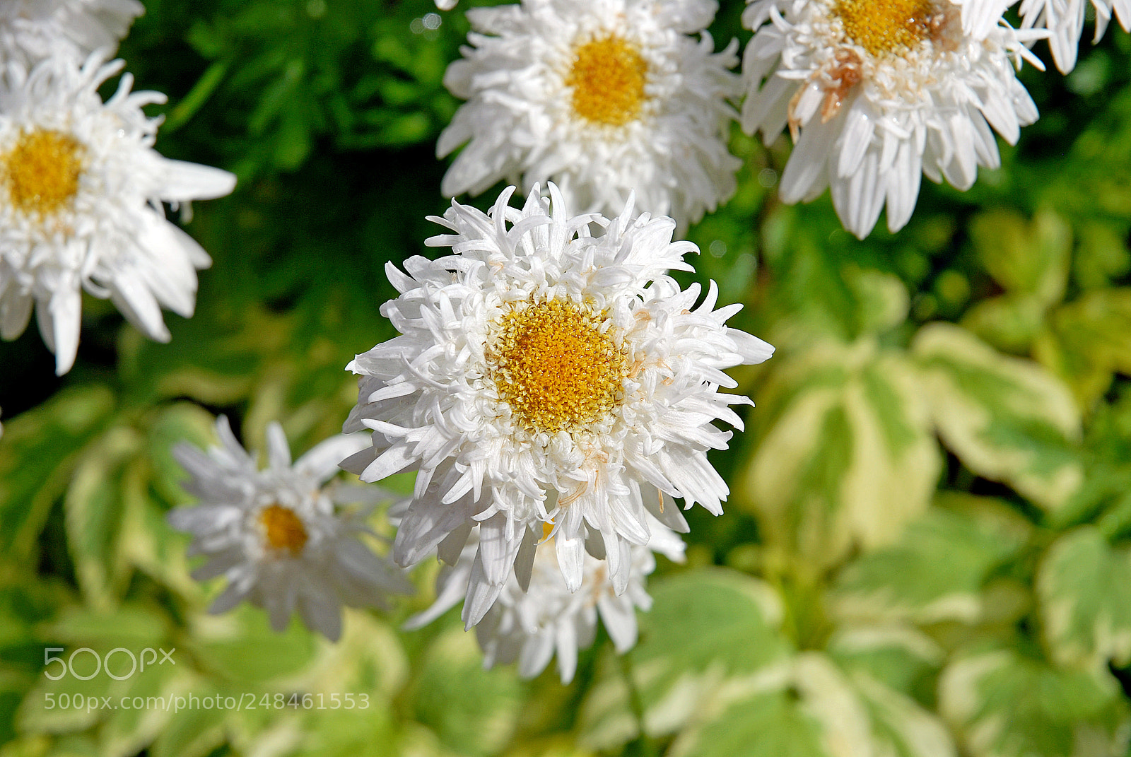 Nikon D200 sample photo. Summer snow photography