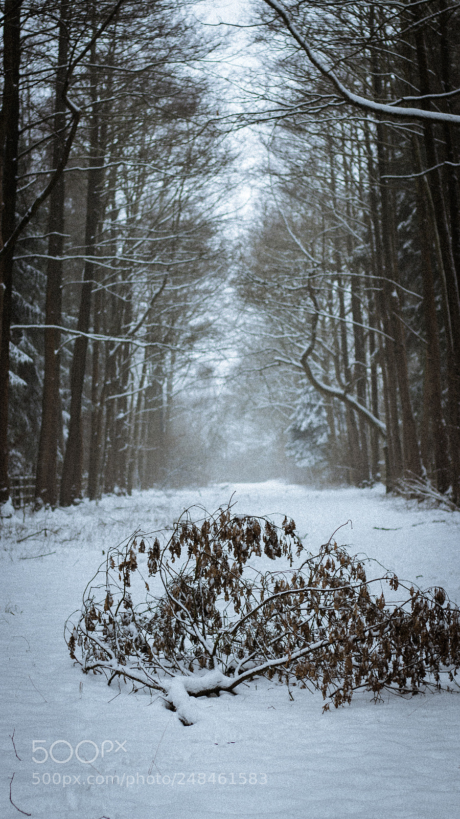 Canon EOS 80D sample photo. Winter photography