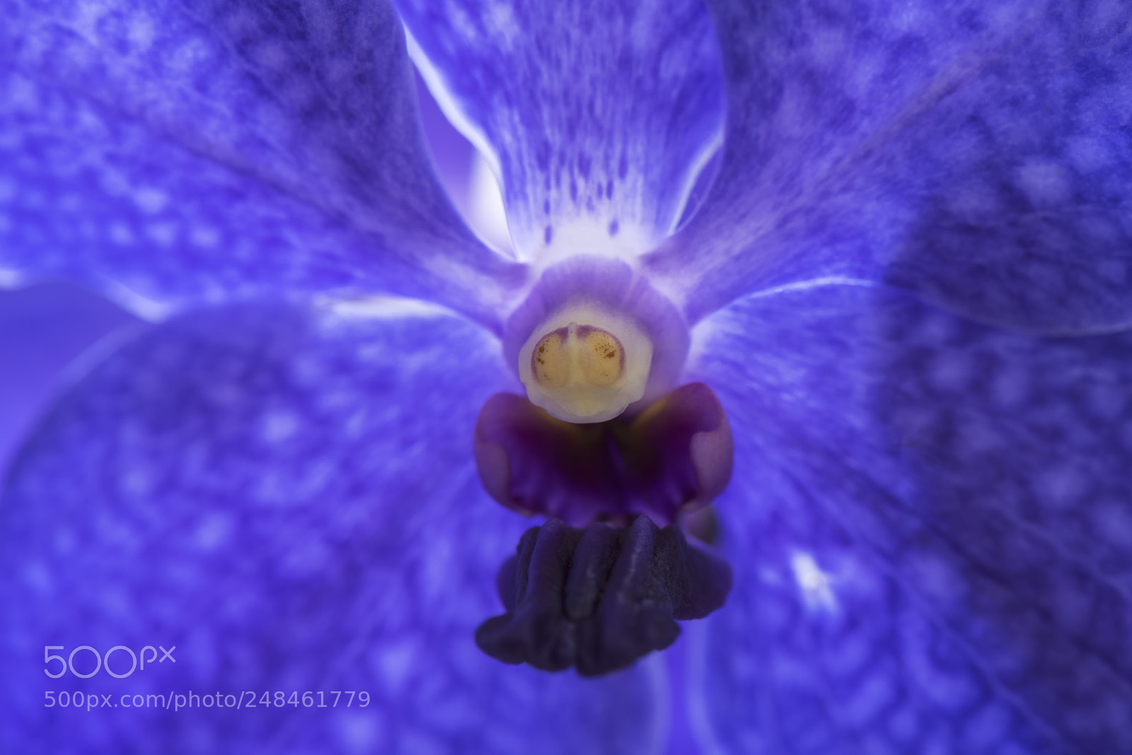 Nikon D810 sample photo. Orchid photography