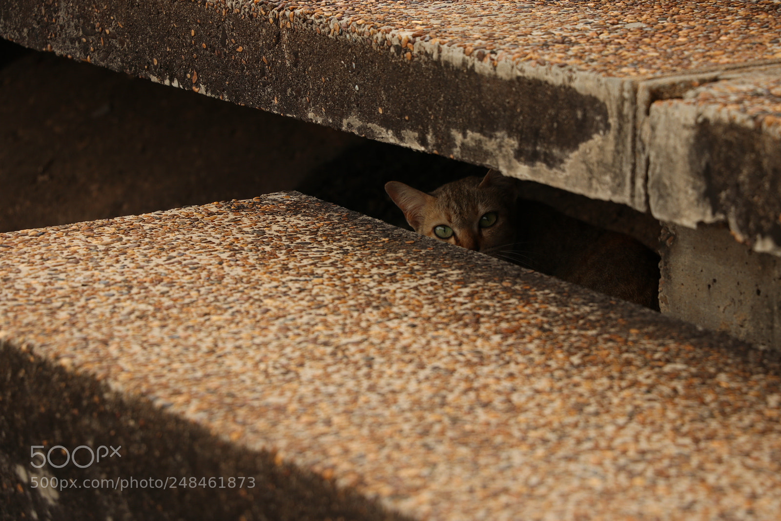 Canon EOS 80D sample photo. The cat my love photography