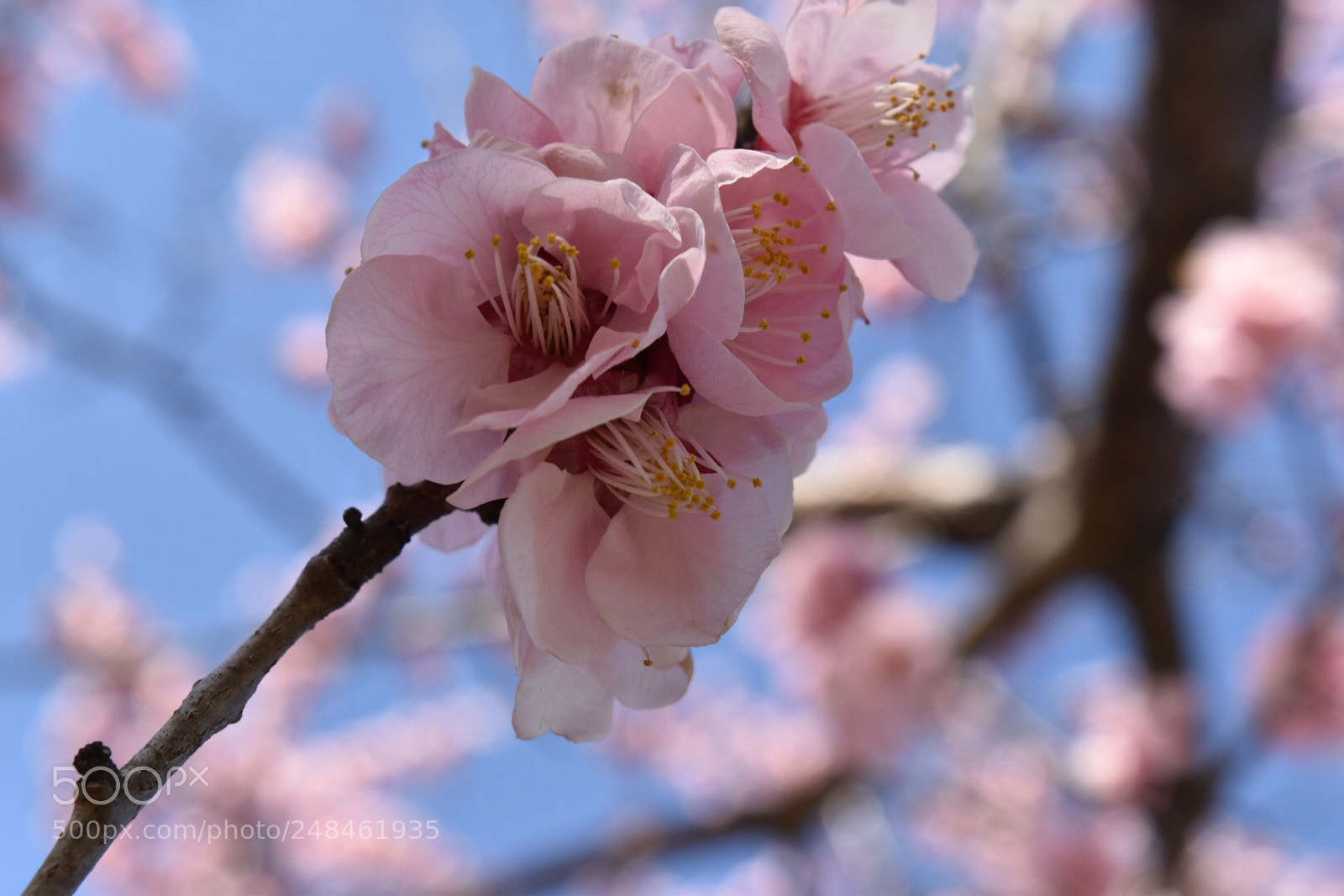 Nikon D5500 sample photo. Flowers photography